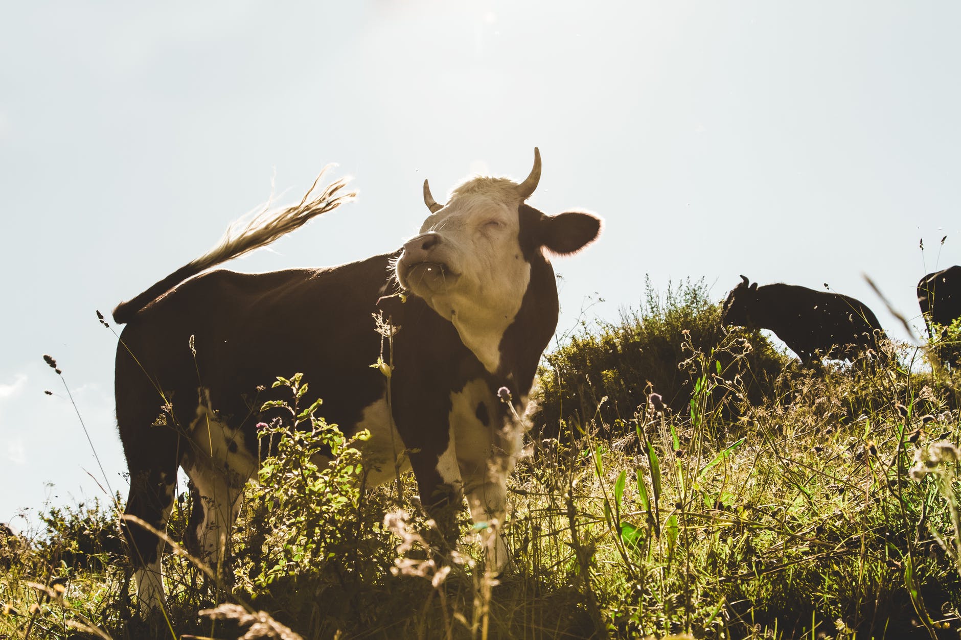 棕色和白色的奶牛在草场上，正确地讲意大利语