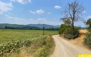 tuscany, agriculture, road, country road, blue sky, sun, summer, gravel, dust
