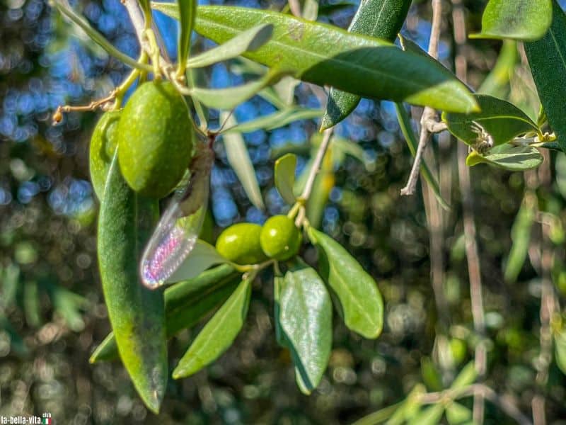 Olivenbäume in Apulien im Sonnenschein - in Italien.