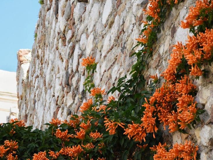 opname vanuit een lage hoek van een klimplant die op een stenen muur van een gebouw groeit