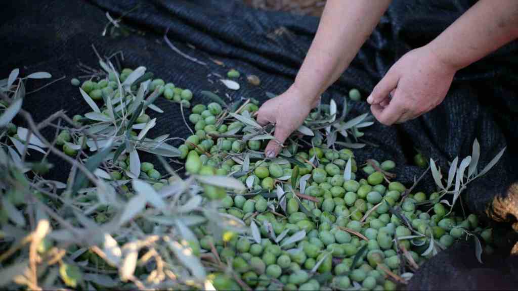 a person holding a green olives