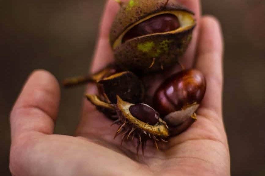 seme rotondo marrone sul palmo umano sinistro