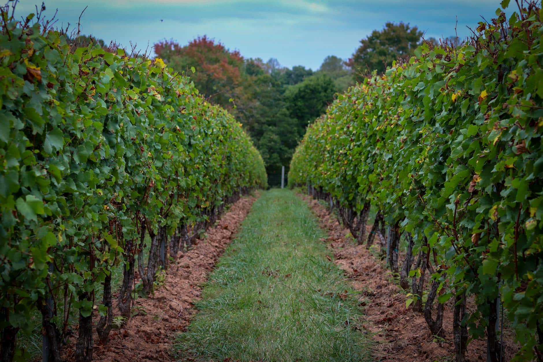 frodige vinmarksrækker i efterårets eftermiddagslys