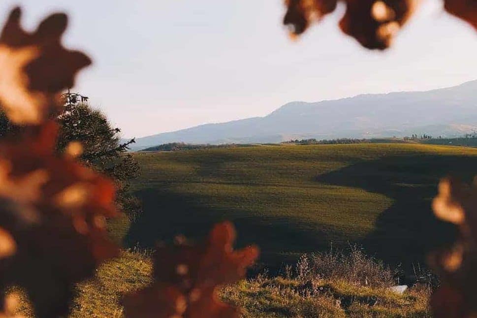 Grøn græsmark under blå himmel