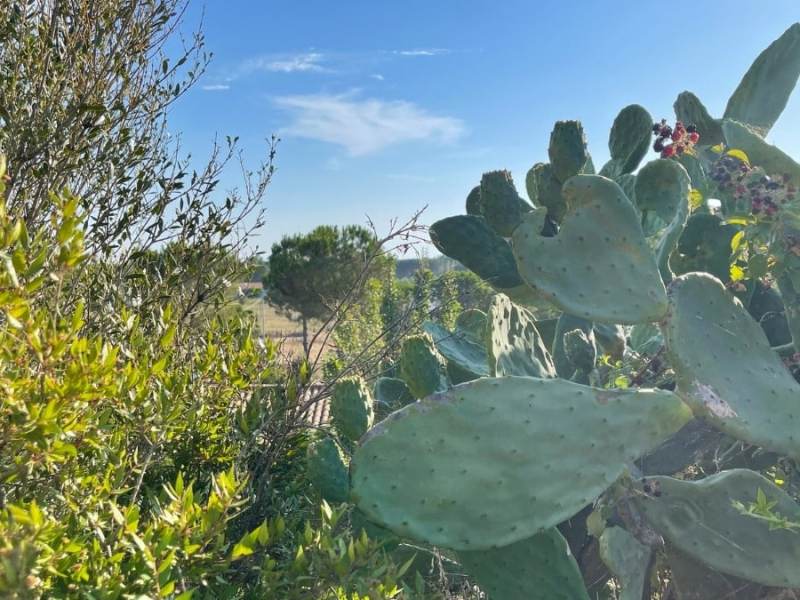 The wild soul of Tuscany: travelling in the Maremma