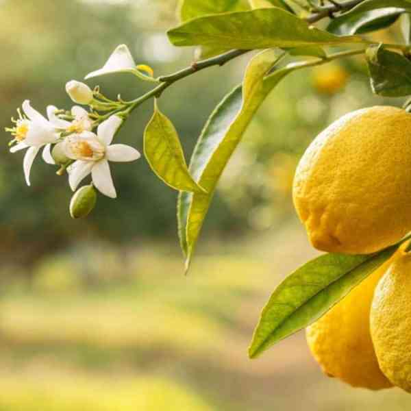 Frühling in Italien: 5 wunderschöne Orte, um die Zitronenblüte zu erleben